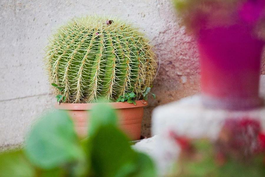 The Ana Apartments コミジャ エクステリア 写真